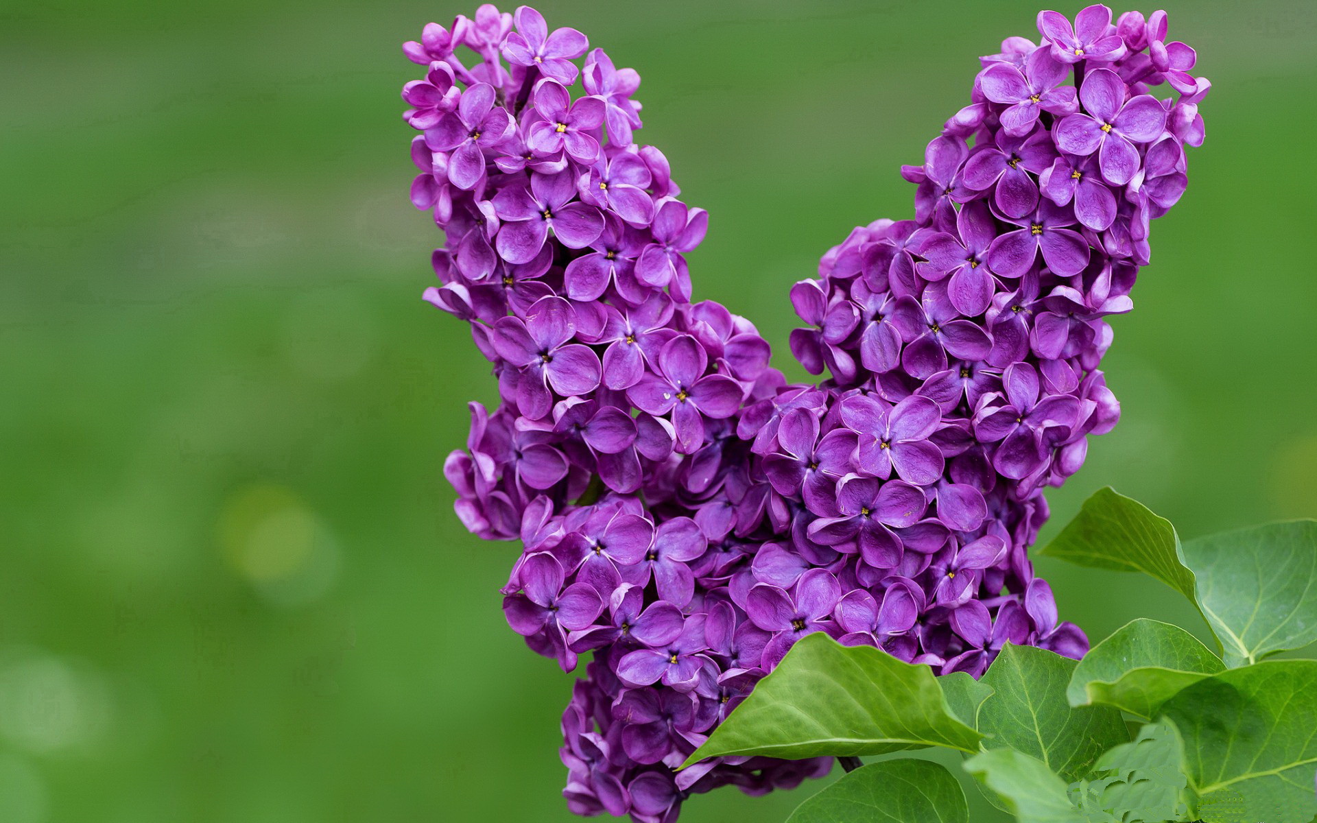 开云体育娱乐app安全-乌迪内斯-那不勒斯，客场失利，那不勒斯对乌迪内