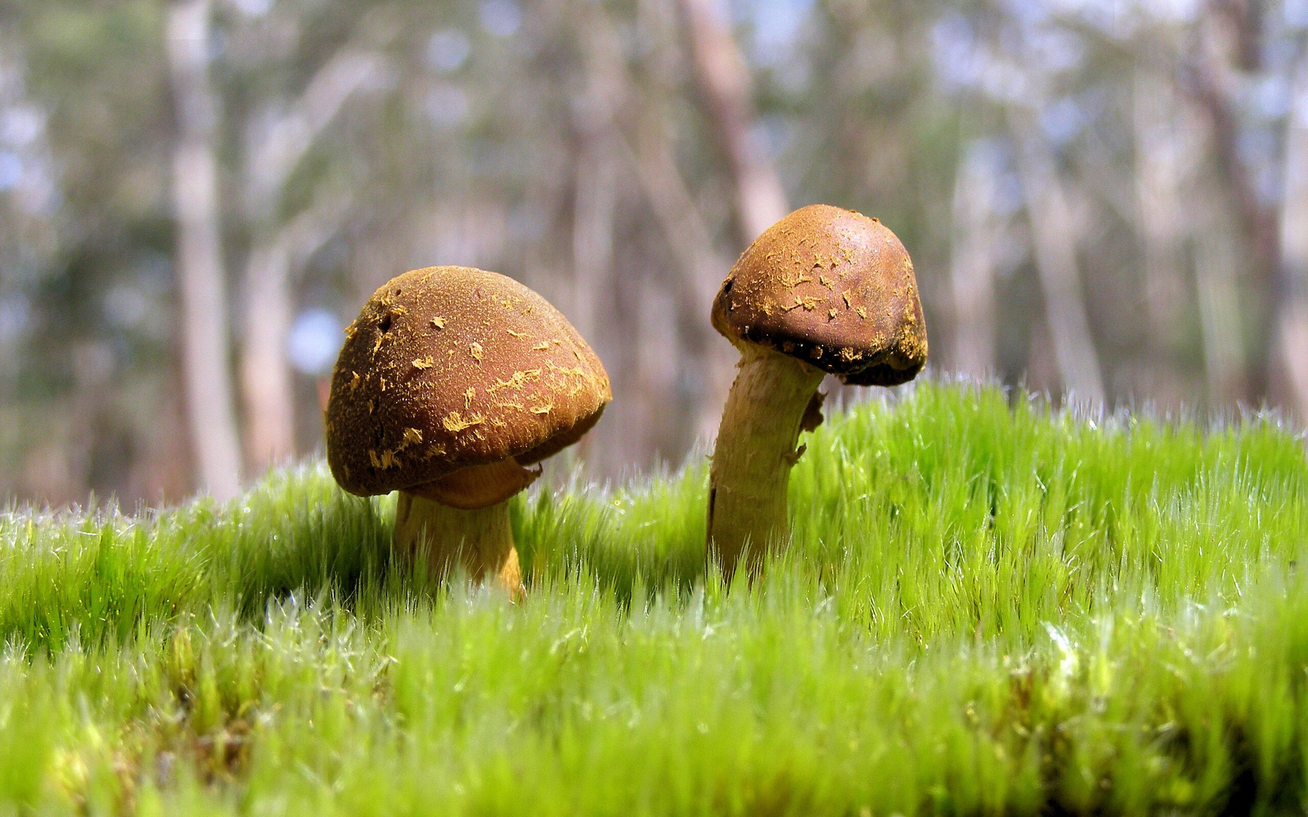 kaiyun sports-墨西哥队在国际足球赛事中赢得胜利，墨西哥足球近期战绩