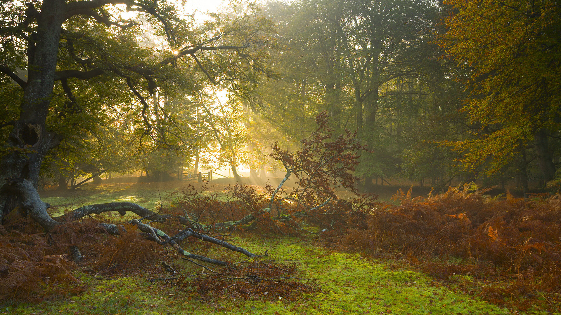 开云app安全认证-猛龙状态持续下滑，连续吞下败绩，猛龙现状