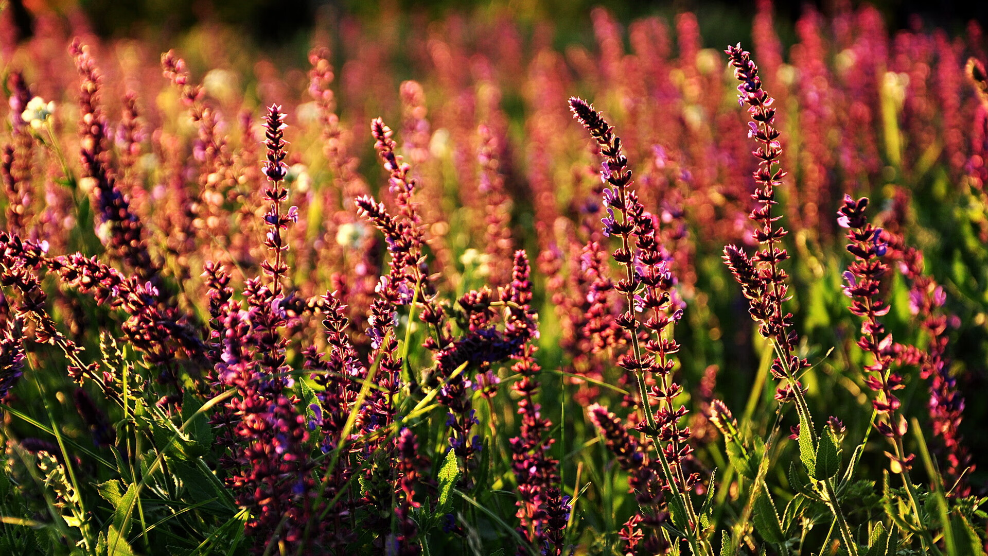 -电竞主播内容版权保护法律问题及应对策略探讨，电竞侵权