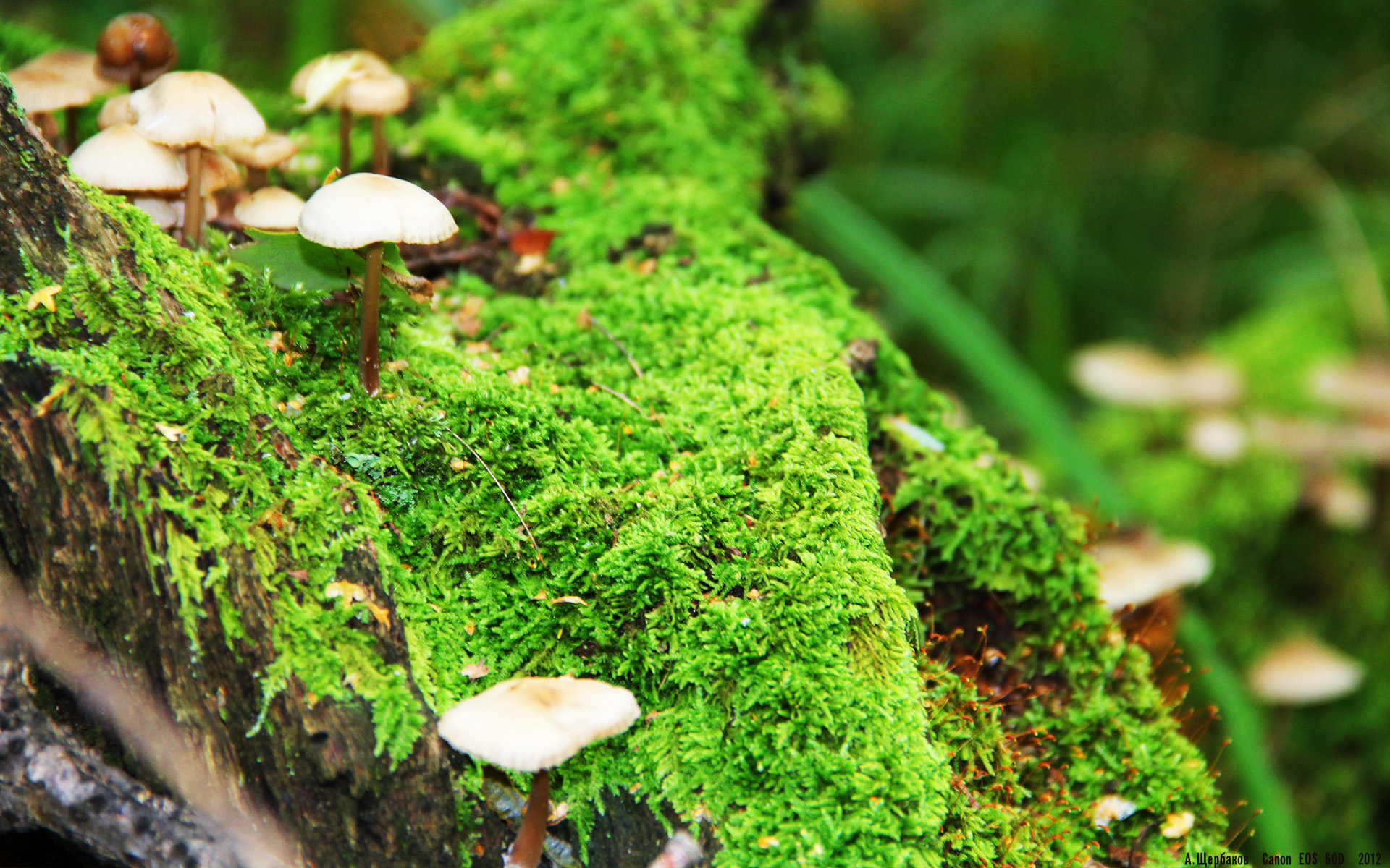 kaiyun sports safe-马竞替补球员上场即建功，马竞替补门将